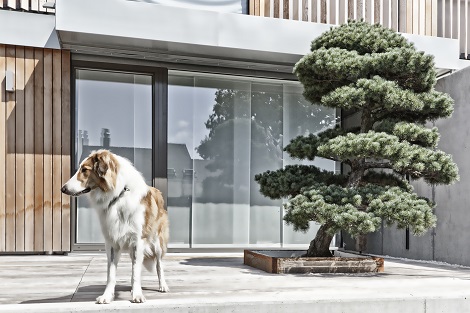 Pinus Bonsai buy and plant in Europe online pinus_bonsai_plant_buy_online_switzerland
