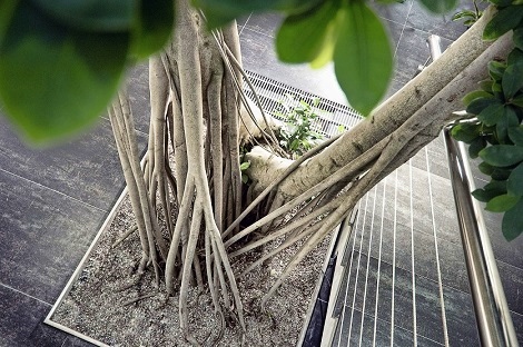 Ficus microcarpa bonsai plantado en suelo - compra online ficus-microcarpa-comprar-online-para-planta-interior