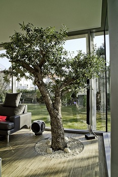 Olea arbol en invernadero planta en suelo - compra on-line plantas aclimatado para interior olea_invernadero_interior_comprar_plantas_on-line