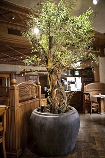 Olivos plantar con plantadores en hoteles y gastronomia interiores - pregunta online olivo-plantar-interior-gastronomia-compra-online