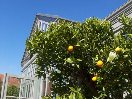Orangenbäume in Versaillesgefäße gepflanzt - klassisch echt vor der viktorianischen Orangerie ! Orangenbaeume_orangerie_versaillesgefaesse_pflanzen_kaufen