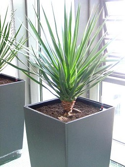 Bürobegrünung mit Croton in Hochgefässen anthrazit - Wannsee Berlin raumbegruenung mit draceana drago in berlin