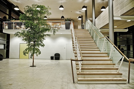 Innenraumbegrünung Bucida Buceras Baum in boden gepflanzt - Klinik Tübingen Baden-Württemberg innenraumbegruenung_Bucida_buceras_kaufen_pflanzen_treppenaufgang