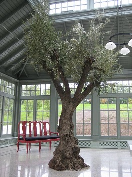 Innenraumbegrünung Orangerie - Olivenbaum fest in den Boden gepflanzt - Würzburg, Bayern innenraumbegruenung_orangerie_olivenbaum_wuerzburg_bodenpflanzung