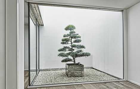 Plantes atrium bonsai Berne Suisse - acheter en ligne plantes_atrium_bonsai_berne_suisse_acheter_en_ligne